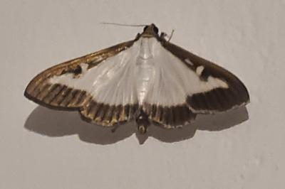 <i>Cydalima perspectalis</i>