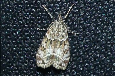 <i>Eudonia mercurella</i>