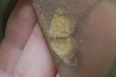 <i>Camptogramma bilineata</i>