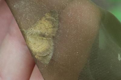 <i>Camptogramma bilineata</i>