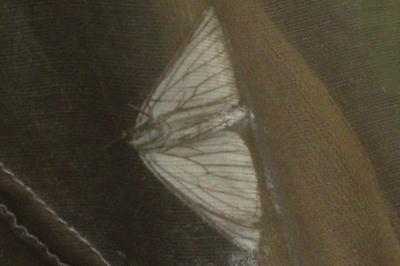 <i>Siona lineata</i>