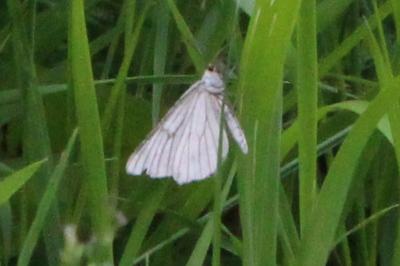 <i>Siona lineata</i>