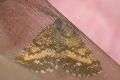 <i>Ematurga atomaria</i>