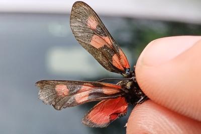 <i>Zygaena trifolii</i>