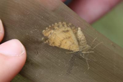 <i>Ematurga atomaria</i>