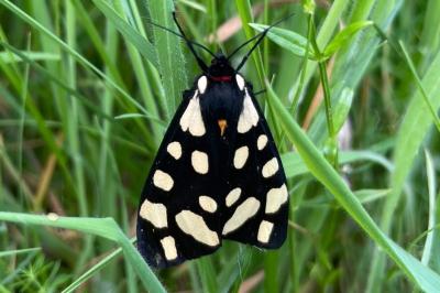 <i>Arctia villica</i>