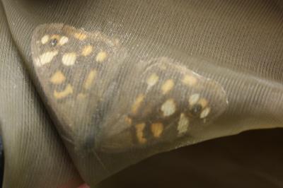 <i>Pararge aegeria</i>