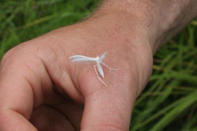 <i>Pterophorus pentadactylus</i>