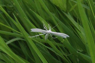 <i>Pterophorus pentadactylus</i>