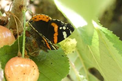 <i>Vanessa atalanta</i>