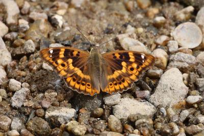 <i>Apatura ilia</i>