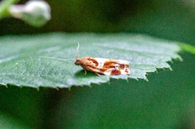 <i>Archips xylosteana</i>