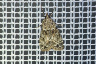 <i>Eudonia mercurella</i>