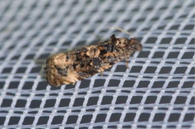 <i>Endothenia</i>