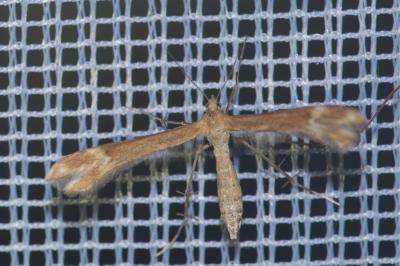 <i>Marasmarcha lunaedactyla</i>