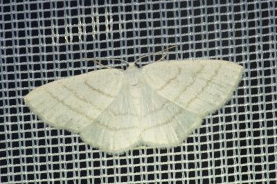 <i>Cabera pusaria</i>