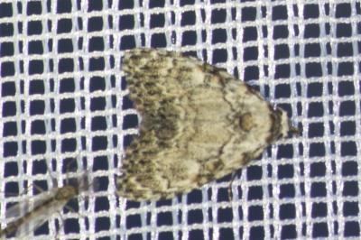 <i>Meganola strigula</i>