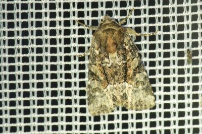 <i>Oligia</i>