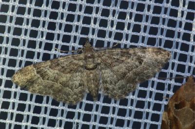 <i>Gymnoscelis rufifasciata</i>