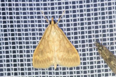 <i>Ostrinia nubilalis</i>