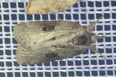 <i>Nycteola revayana</i>