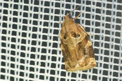 <i>Archips xylosteana</i>
