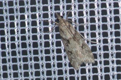 <i>Eudonia angustea</i>