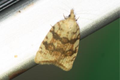 <i>Aleimma loeflingiana</i>
