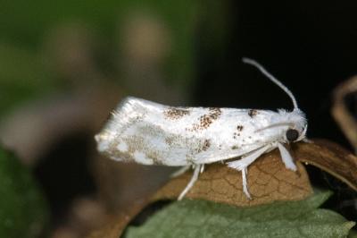 <i>Niphonympha dealbatella</i>