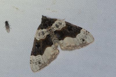 <i>Cosmorhoe ocellata</i>