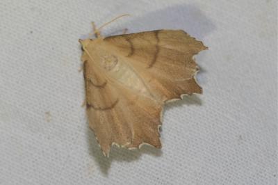 <i>Ennomos erosaria</i>