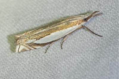 <i>Crambus pascuella</i>