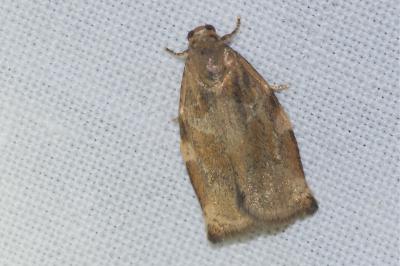 <i>Archips xylosteana</i>