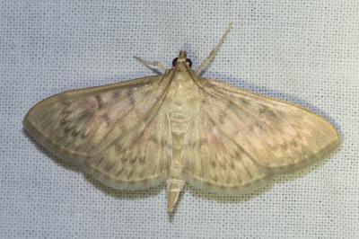 <i>Patania ruralis</i>