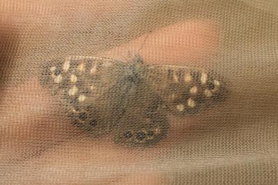<i>Pararge aegeria</i>
