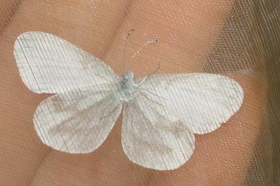 <i>Leptidea sinapis</i>