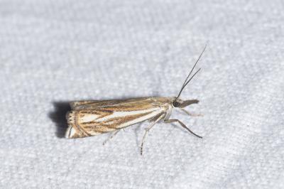 <i>Crambus lathoniellus</i>