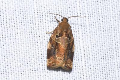 <i>Archips xylosteana</i>