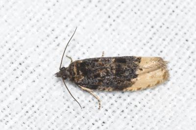 <i>Hedya ochroleucana</i>