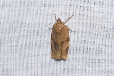 <i>Choristoneura hebenstreitella</i>