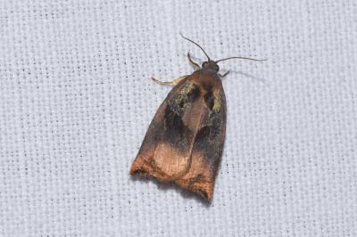 <i>Archips podana</i>