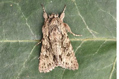 <i>Xylocampa areola</i>
