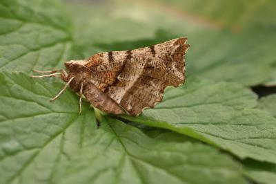 <i>Selenia dentaria</i>