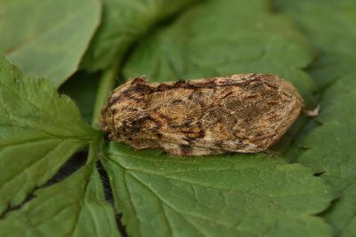 <i>Peridea anceps</i>