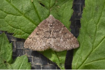 <i>Aleucis distinctata</i>