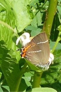 <i>Satyrium w-album</i>