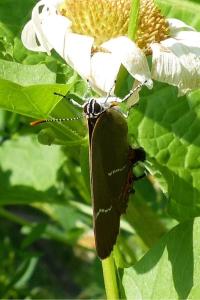 <i>Satyrium w-album</i>