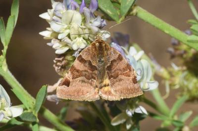 <i>Euclidia glyphica</i>