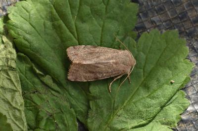 <i>Orthosia incerta</i>