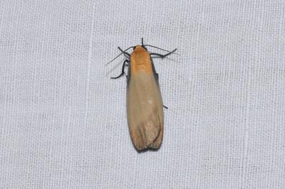 <i>Lithosia quadra</i>